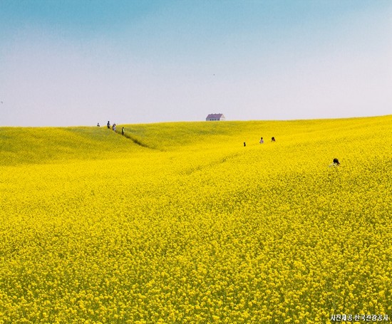 이국적인 정취의 향연! 평택&안성 1박2일